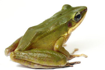 Wall Mural - common southeast asian green tree frog - polypedates leucomystax isolated on white background