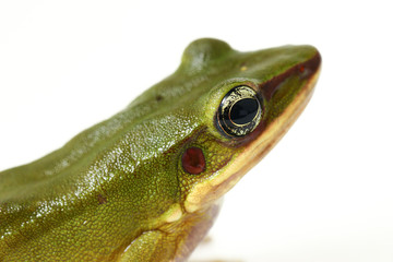 Wall Mural - common southeast asian green tree frog - polypedates leucomystax isolated on white background