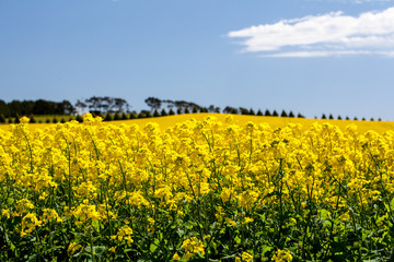 Canola Fields Near Creswick in Victoria Australia