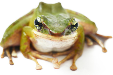 Wall Mural - common southeast asian green tree frog - polypedates leucomystax isolated on white background