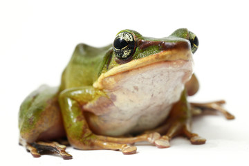 Wall Mural - common southeast asian green tree frog - polypedates leucomystax isolated on white background