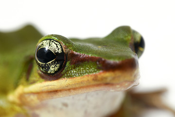 Wall Mural - common southeast asian green tree frog - polypedates leucomystax isolated on white background