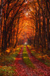 © nevodka.com - Autumn forest road at warm sunny fall morning