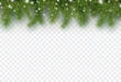 Border with green fir branches isolated on transparent background. Pine, xmas evergreen plants banner. Vector snow Christmas tree garland.