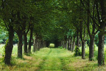 Wall Mural - path under arch of trees