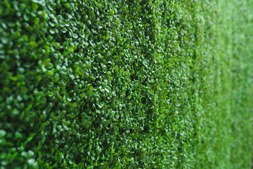 Wall Mural - green wall with leaves