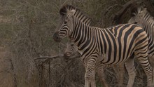 Small Herd Of Wild African Zebra With Foals, Walking Through Frame, Medium Shot