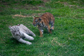 tiger cub playing in the jungle