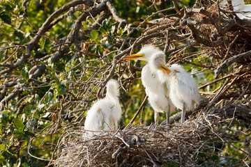 Wall Mural - Three Great Egret chicks in nest