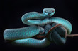 Blue viper Insularis