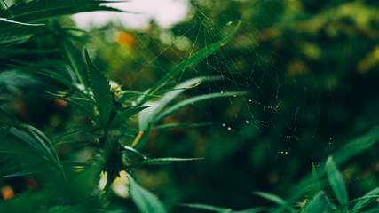 Morning dew on spider web hooked on a cannabis plant
