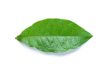 Wall Mural - green leaf isolated on white background