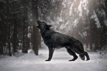 Longhaired German Shepherd In Winter Forest