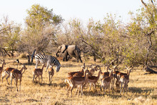 Savannah Landscape With Elephants, Zebras And Impala Antelopes In The Bush. African Sunset Landscape With Wild Animals During A Game Drive Safari In Botswana. Ecosystem With Different Animals Together