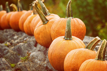 Wall Mural - A row of pumpkins displayed in autumn garden 