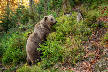 Wall Mural - brown bear in autumn forest