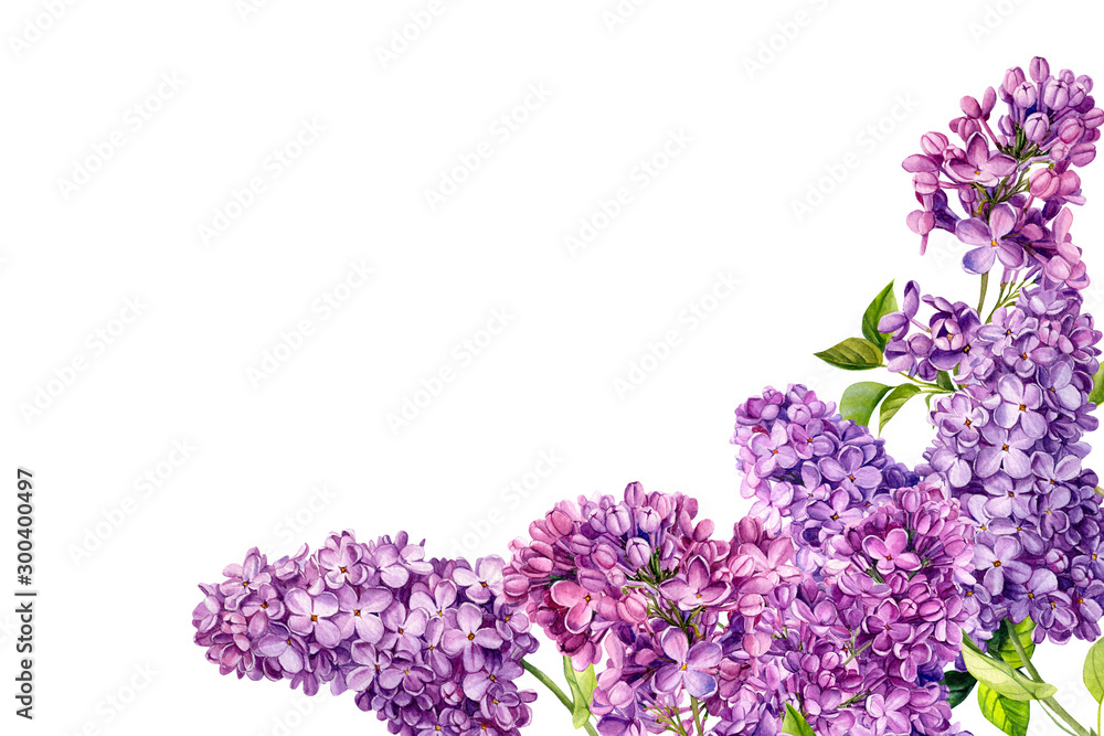 frame of lilac flowers on an isolated white background, watercolor ...