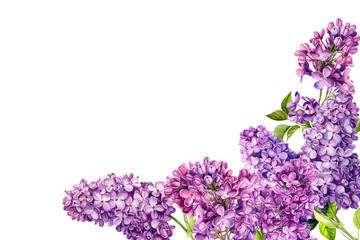 frame of lilac flowers on an isolated white background, watercolor illustration, botanical painting,