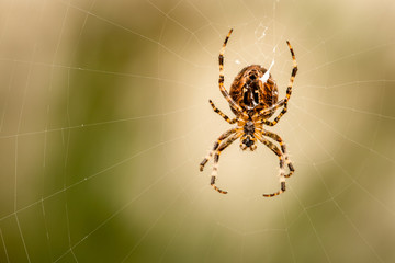 garden spider on web 