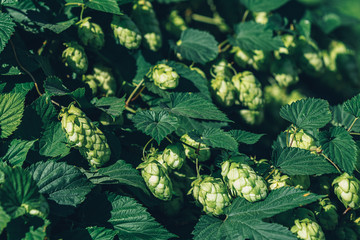 Beautiful autumn sunny green background. Hop with cones on the branch, warm sunny light, shallow depth of the field. October fest greeting card