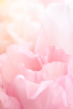 Closeup View Of Pink Eustoma Flower. Soft Pastel Wedding Background.