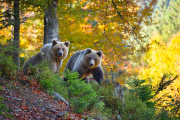 Wall Mural - two young brown bears in the authumn forest