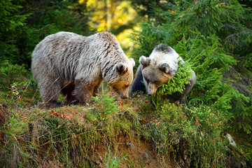 Wall Mural - two young brown bears in the authumn forest