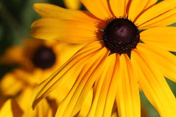 Rudbeckia in bright sun light