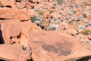 Poster - Bighorn Sheep beside a pre-Columbian petroglyph rock in Valley of Fire State Park in Nevada