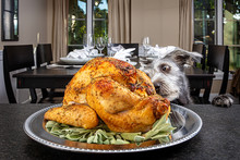 Dog Stealing Thanksgiving Turkey