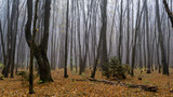 Fototapeta  - Rezerwat przyrody Las Zwierzyniecki, zamglony las, Białystok, Podlasie, Polska