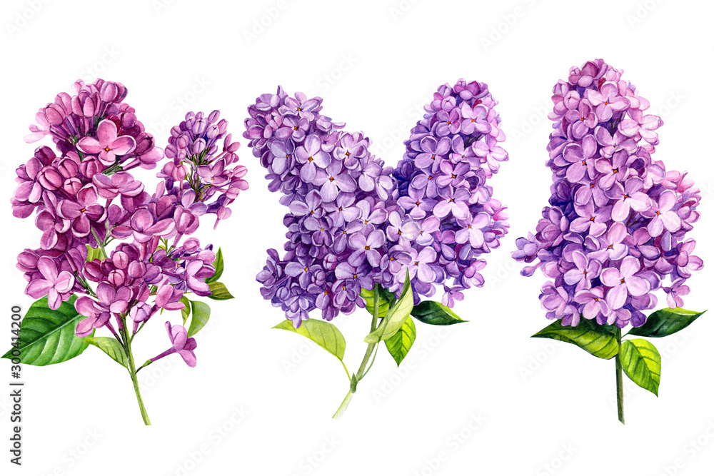 set of lilac flowers on white isolated background, watercolor painting ...