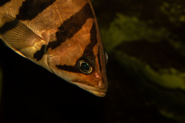 Tiger fish are looking for prey to hunt