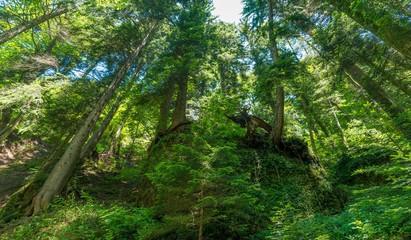 Canvas Print - Low angle shot of the amazing tall trees in the middle of a tropical forest under the blue sky