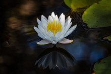 White Water Lily In Pond