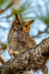 close up of a great horned owl perched in a tree