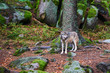 The wolf (Canis lupus), also known as the gray or grey wolf in natural habitat