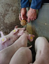 Pigs At Stable. Farming
