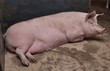 © A - Pigs at stable. Farming. Pregnant sow resting. Netherlands.
