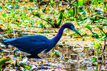 Great Blue Heron In The Bayou