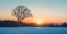 Winter Sunset Over The Snow Covered Tree.Nature Background.