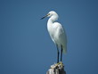 snowy egret on Florida beach perched on wood with sky background