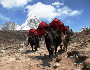 Poster - yaks with bags on the way to mount Everest base camp