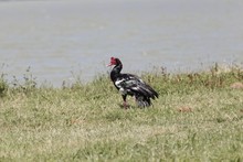 A Spur-winged Goose, Plectropterus Gambensis