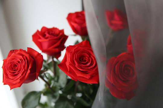 A bouquet of red roses behind a chiffon curtain by the window.