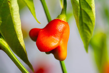 Crown Shaped Pepper Growing On The Plant