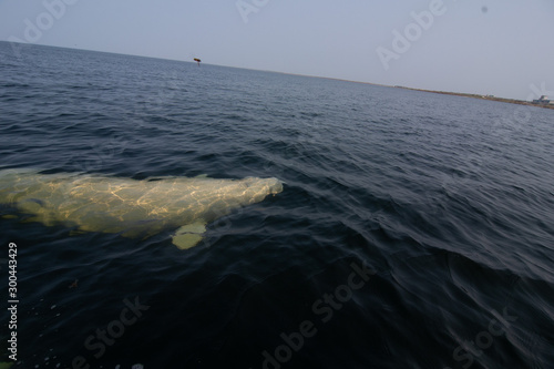 Cuadros en Lienzo beluga whales in the churchill river estuary