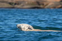 Swimming Polar Bear In Northern Canada Churchill