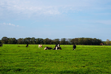 Wall Mural - Dutch rural landscape in Limburg with grazing cows