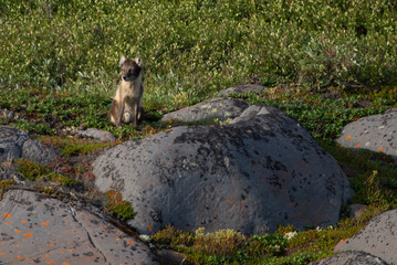 Wall Mural - Arctic Fox running over the rocks in Northern Canada